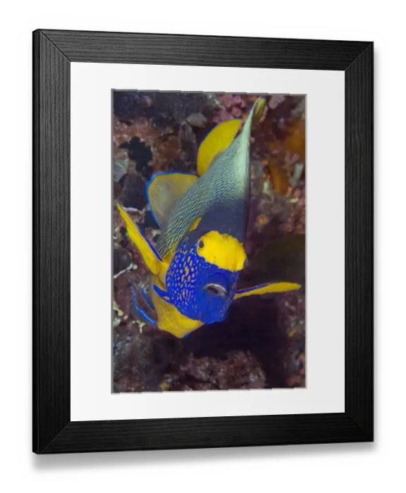 Framed Print : Indonesia, Papua, Raja Ampat. Frontal view of angelfish