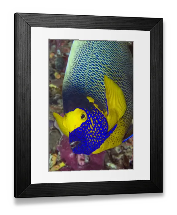 Framed Print : Indonesia, Papua, Raja Ampat. Detail of head of angelfish Framed Print : Indonesia, Papua, Raja Ampat. Detail of head of angelfish