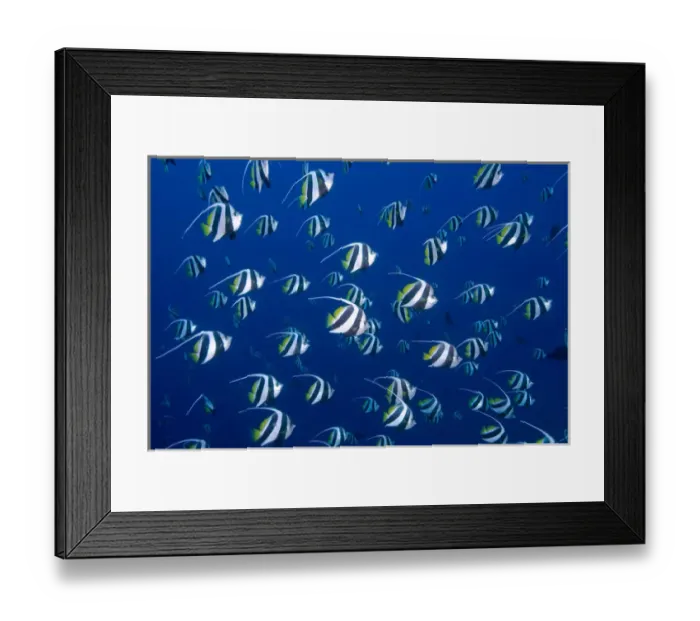 Framed Print : Indonesia, Papua, Raja Ampat. Schooling bannerfish Framed Print : Indonesia, Papua, Raja Ampat. Schooling bannerfish