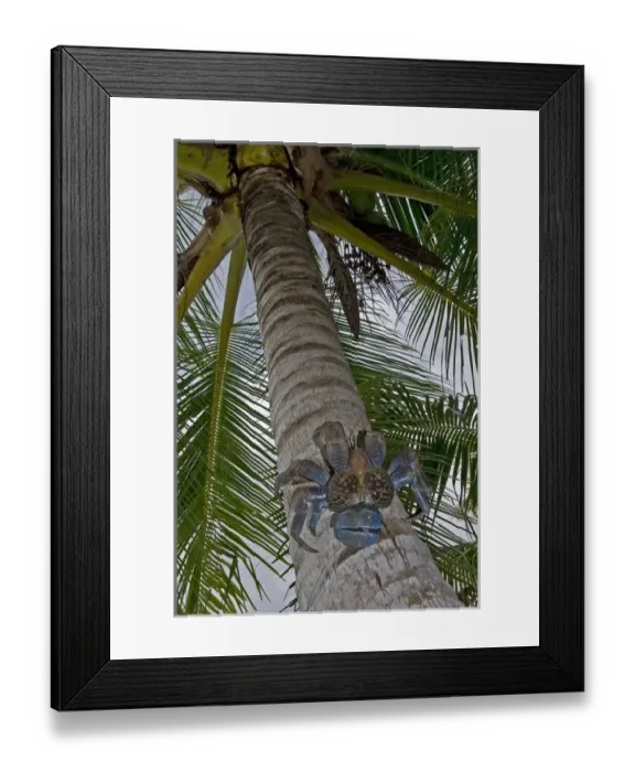 Framed Print : Indonesia, Papua, Raja Ampat. Coconut crab climbs palm tree