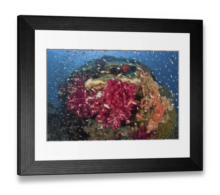 Framed Print : Indonesia, Papua, Raja Ampat. Colorful corals on reef
