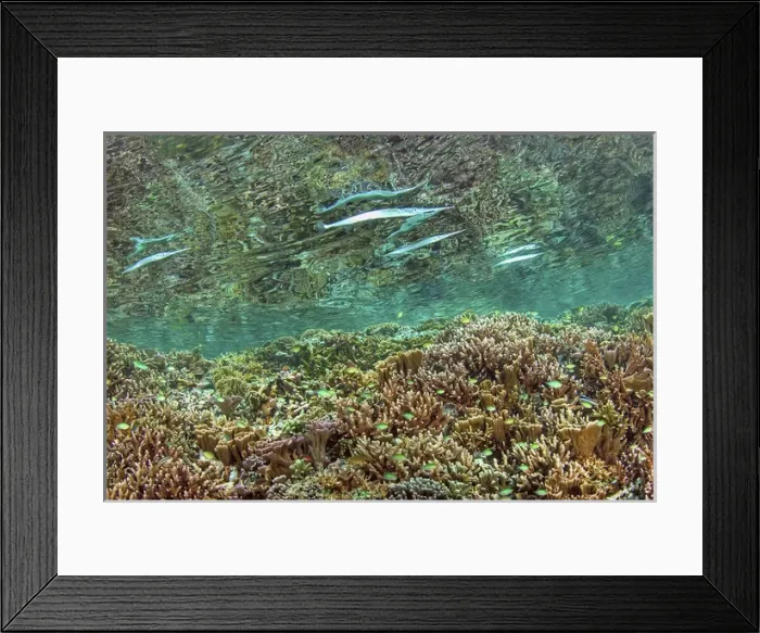 Framed Print : Indonesia, Papua, Raja Ampat. Needlefish feed near the surface above a reef. Credit as Framed Print : Indonesia, Papua, Raja Ampat. Needlefish feed near the surface above a reef. Credit as