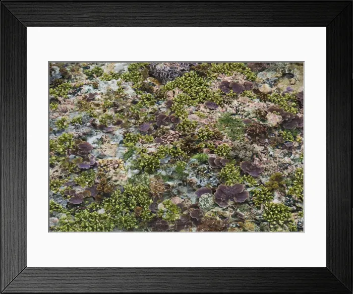 Framed Print : Indonesia, Papua, Raja Ampat. This photo was taken at very low tide. The corals Framed Print : Indonesia, Papua, Raja Ampat. This photo was taken at very low tide. The corals