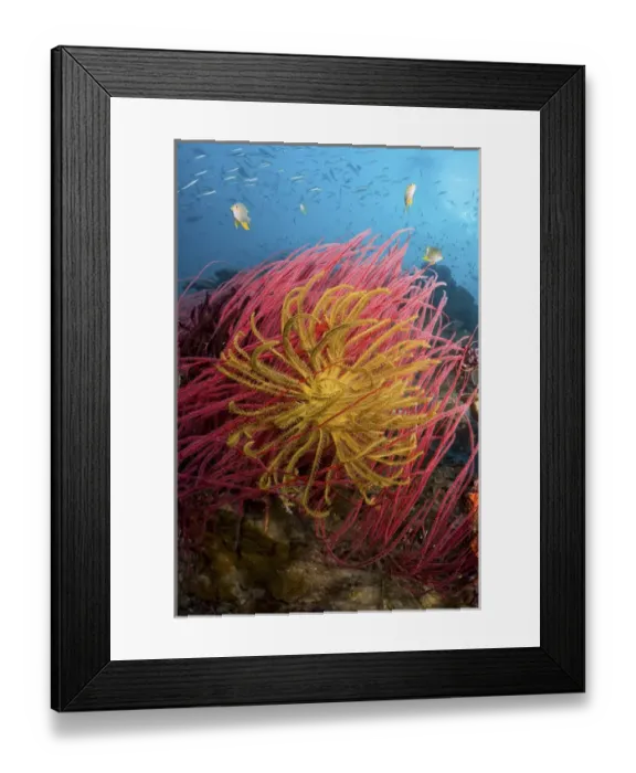 Framed Print : Indonesia, Papua, Pisang Islands. Two varieties of feather star crinoids. Credit as