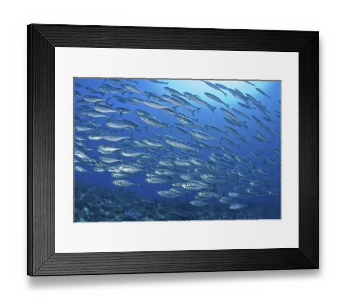 Framed Print : Indonesia, Papua, Raja Ampat. Schooling scad fish, tuna look-alikes