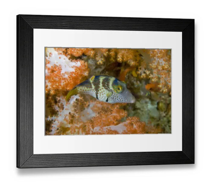 Framed Print : Indonesia, Papua, Raja Ampat. Close-up of pufferfish Framed Print : Indonesia, Papua, Raja Ampat. Close-up of pufferfish