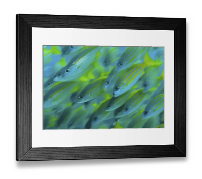 Framed Print : Indonesia, Papua, Raja Ampat. Abstract close-up of snapper fish
