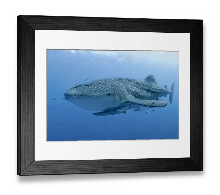 Framed Print : Indonesia, Papua, Cenderawasih Bay. Close-up of whale shark and remoras that cling to skin Framed Print : Indonesia, Papua, Cenderawasih Bay. Close-up of whale shark and remoras that cling to skin