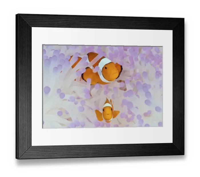 Framed Print : Indonesia, Papua, Raja Ampat. Two anemonefish in protective anemone Framed Print : Indonesia, Papua, Raja Ampat. Two anemonefish in protective anemone