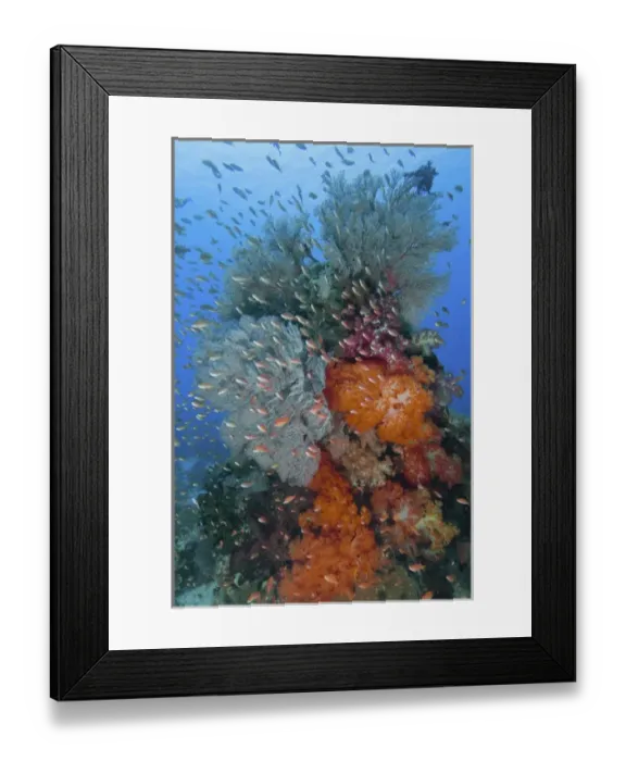 Framed Print : Indonesia, Komodo National Park, Fish Bowl. Underwater scenic of fish and coral. Credit as