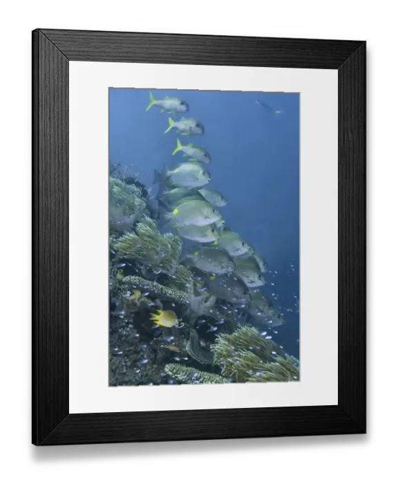 Framed Print : Indonesia, Papua, Raja Ampat. Underwater scenic of fish and coral Framed Print : Indonesia, Papua, Raja Ampat. Underwater scenic of fish and coral