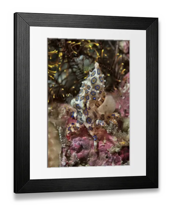 Framed Print : Indonesia, Papua, Raja Ampat. Underwater scenic of blue-ring octopus and coral. Credit as Framed Print : Indonesia, Papua, Raja Ampat. Underwater scenic of blue-ring octopus and coral. Credit as