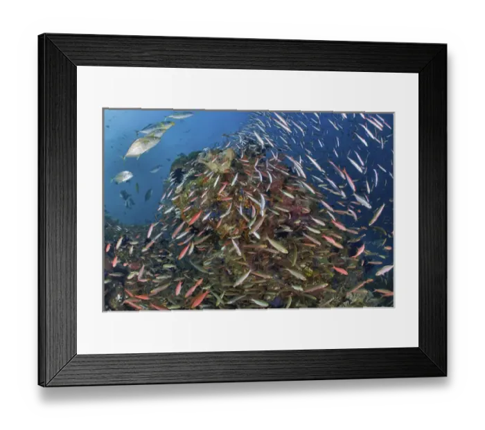 Framed Print : Indonesia, Papua, Raja Ampat. Underwater scenic of fish and coral Framed Print : Indonesia, Papua, Raja Ampat. Underwater scenic of fish and coral