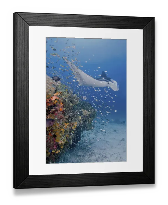 Framed Print : Indonesia, Papua, Raja Ampat. Underwater scenic of manta ray, fish and coral. Credit as Framed Print : Indonesia, Papua, Raja Ampat. Underwater scenic of manta ray, fish and coral. Credit as