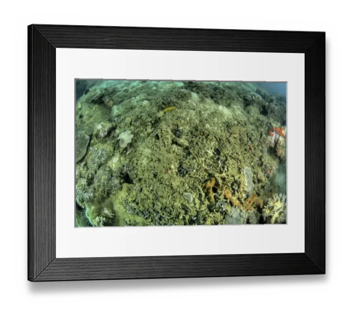 Framed Print : Indonesia, Papua, Raja Ampat. Close-up of damaged reef Framed Print : Indonesia, Papua, Raja Ampat. Close-up of damaged reef