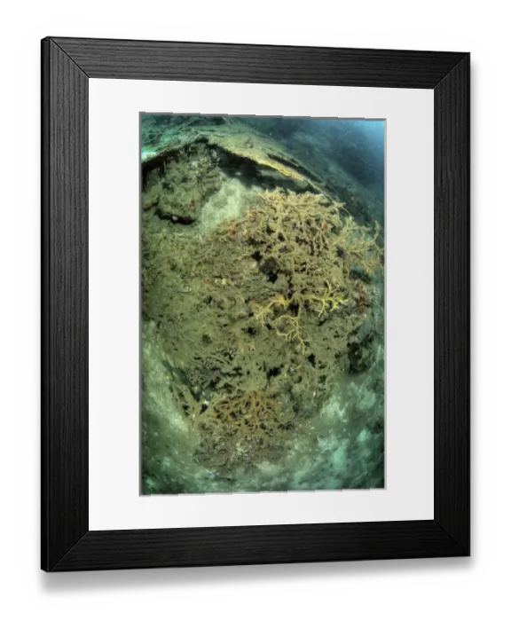 Framed Print : Indonesia, Papua, Raja Ampat. Close-up of damaged reef Framed Print : Indonesia, Papua, Raja Ampat. Close-up of damaged reef