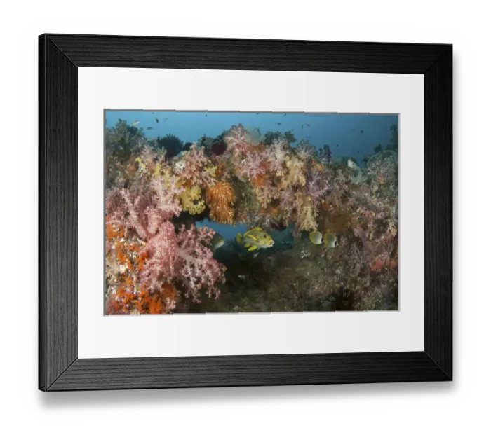 Framed Print : Indonesia, Papua, Raja Ampat. Underwater scenic of fish and coral