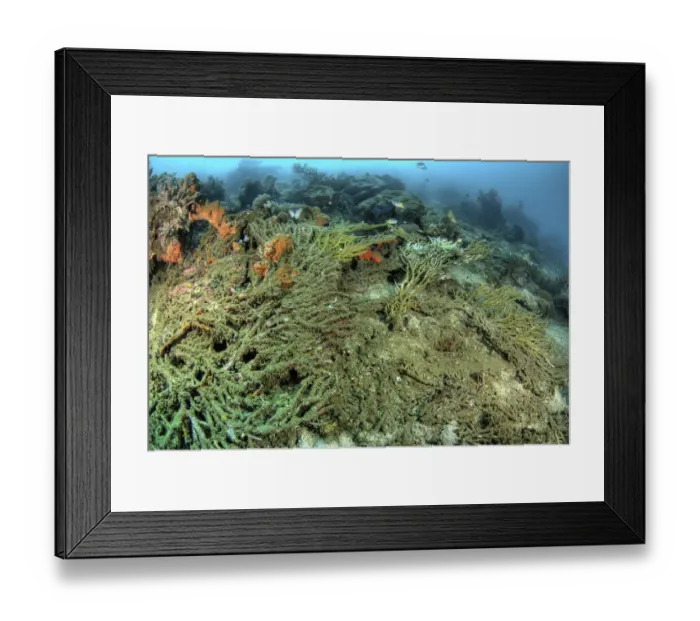 Framed Print : Indonesia, Papua, Raja Ampat. Close-up of damaged reef Framed Print : Indonesia, Papua, Raja Ampat. Close-up of damaged reef