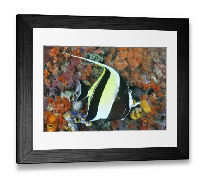 Framed Print : Indonesia, Papua, Raja Ampat. Underwater scenic of moorish idolfish and coral. Credit as Framed Print : Indonesia, Papua, Raja Ampat. Underwater scenic of moorish idolfish and coral. Credit as