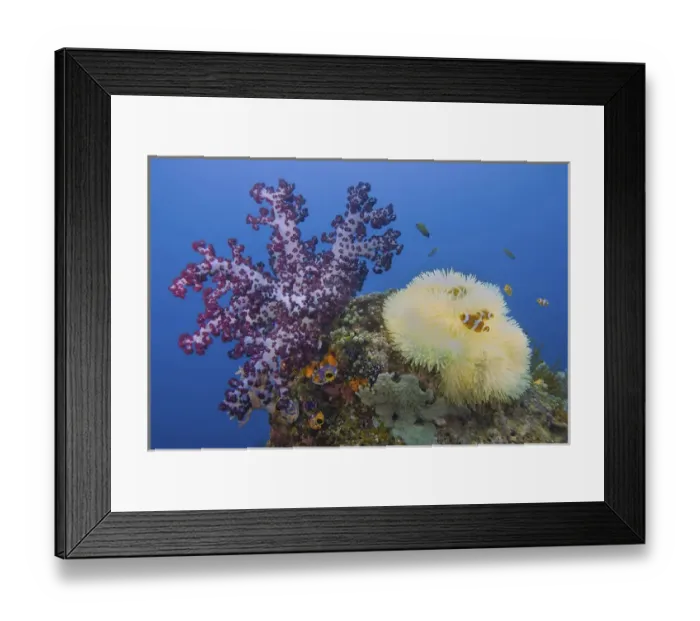 Framed Print : Indonesia, Papua, Raja Ampat. Underwater scenic of fish and coral Framed Print : Indonesia, Papua, Raja Ampat. Underwater scenic of fish and coral