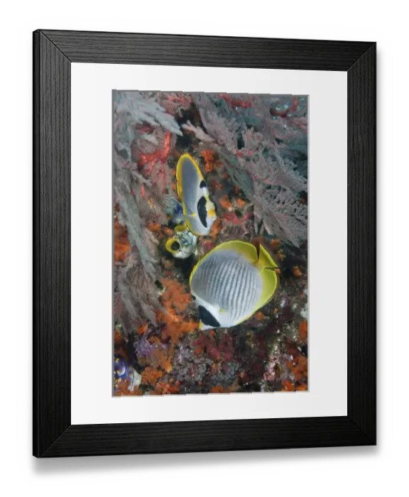 Framed Print : Indonesia, Papua, Raja Ampat. Underwater scenic of fish and coral
