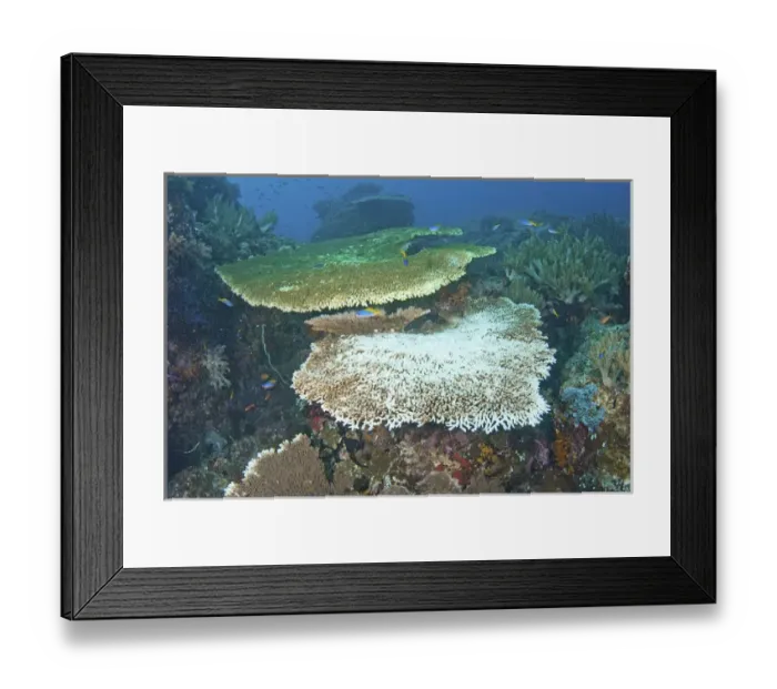 Framed Print : Indonesia, Papua, Raja Ampat. Close-up of damaged reef