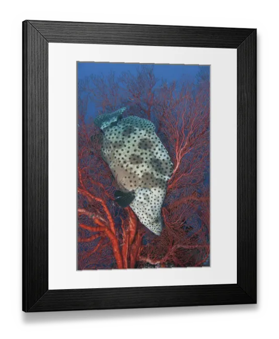 Framed Print : Indonesia, Papua, Raja Ampat. Underwater scenic of fish and coral Framed Print : Indonesia, Papua, Raja Ampat. Underwater scenic of fish and coral