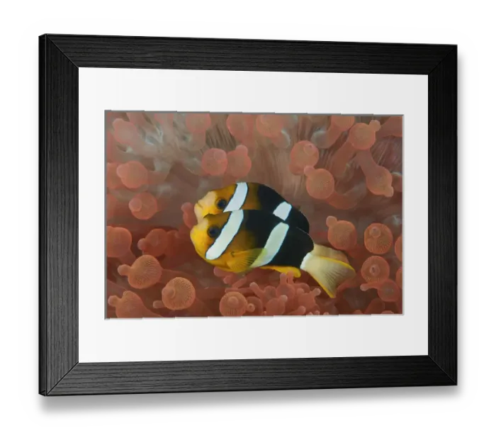 Framed Print : Indonesia, Papua, Raja Ampat. Two anemonefish in protective anemone Framed Print : Indonesia, Papua, Raja Ampat. Two anemonefish in protective anemone