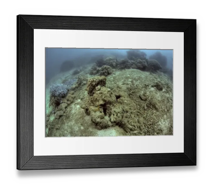 Framed Print : Indonesia, Papua, Raja Ampat. Close-up of damaged reef Framed Print : Indonesia, Papua, Raja Ampat. Close-up of damaged reef