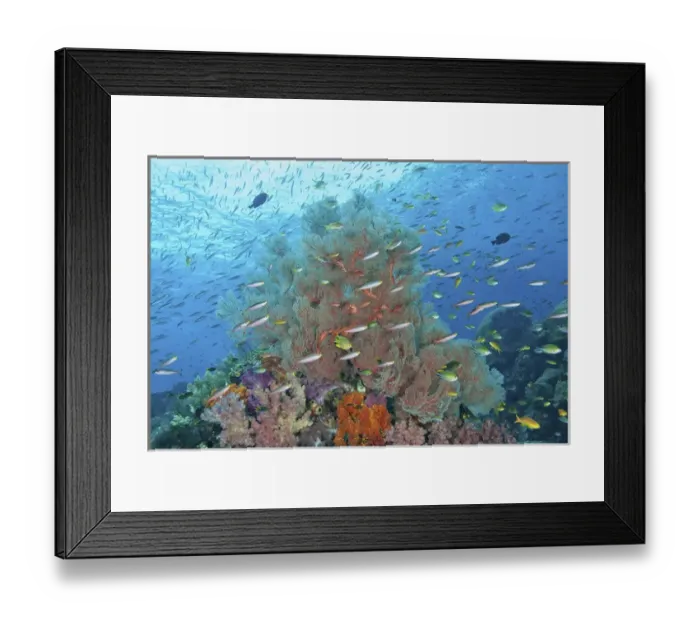 Framed Print : Indonesia, Papua, Raja Ampat. Underwater scenic of fish and coral Framed Print : Indonesia, Papua, Raja Ampat. Underwater scenic of fish and coral