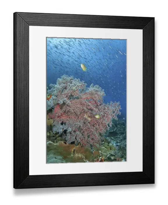 Framed Print : Indonesia, Papua, Raja Ampat. Underwater scenic of fish and coral Framed Print : Indonesia, Papua, Raja Ampat. Underwater scenic of fish and coral
