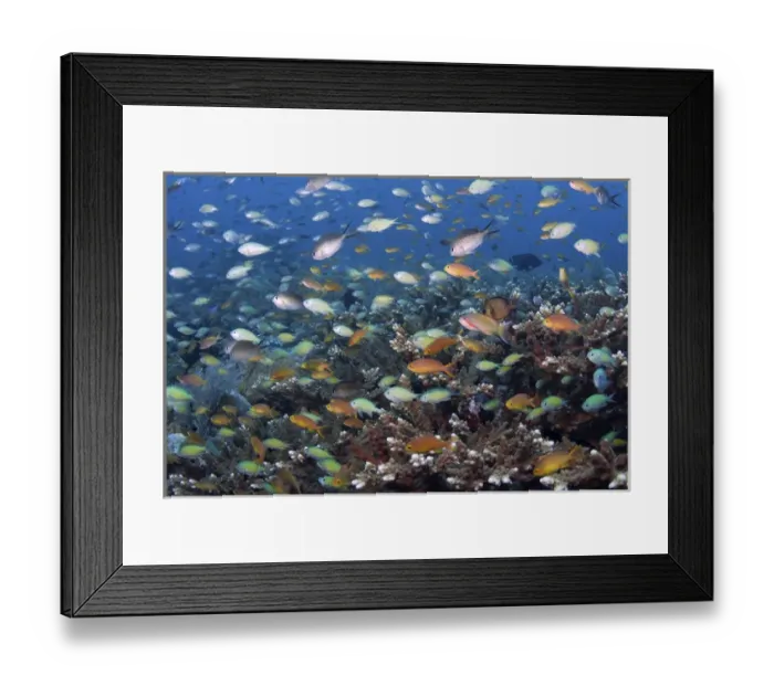 Framed Print : Indonesia, Papua, Raja Ampat. Underwater scenic of fish and coral Framed Print : Indonesia, Papua, Raja Ampat. Underwater scenic of fish and coral