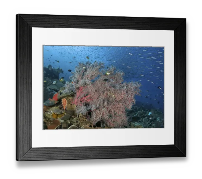 Framed Print : Indonesia, Papua, Raja Ampat. Underwater scenic of fish and coral