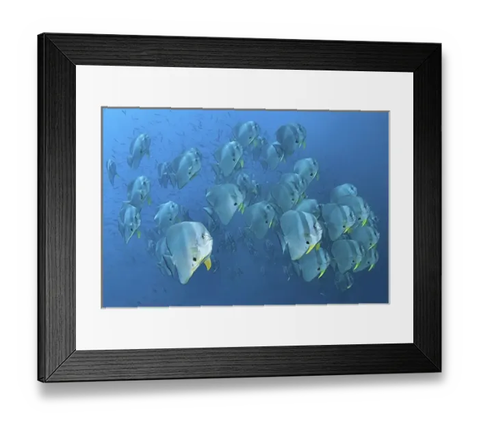 Framed Print : Indonesia, Papua, Raja Ampat. Underwater scenic of schooling batfish