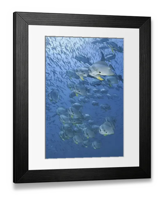 Framed Print : Indonesia, Papua, Raja Ampat. Underwater scenic of schooling batfish Framed Print : Indonesia, Papua, Raja Ampat. Underwater scenic of schooling batfish