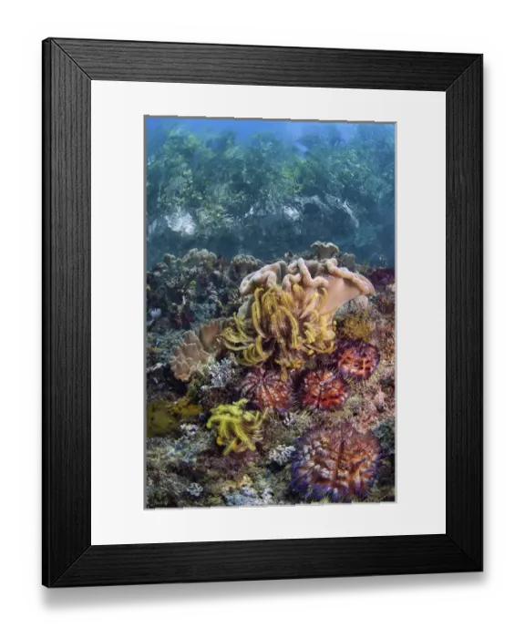Framed Print : Indonesia, Papua, Raja Ampat. Underwater scenic of fish and coral Framed Print : Indonesia, Papua, Raja Ampat. Underwater scenic of fish and coral