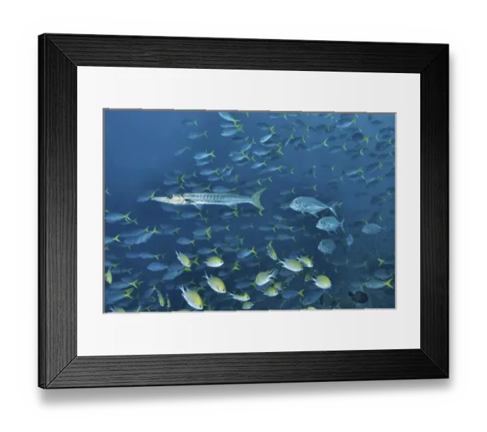 Framed Print : Indonesia, Papua, Raja Ampat. Underwater scenic of schooling fish Framed Print : Indonesia, Papua, Raja Ampat. Underwater scenic of schooling fish