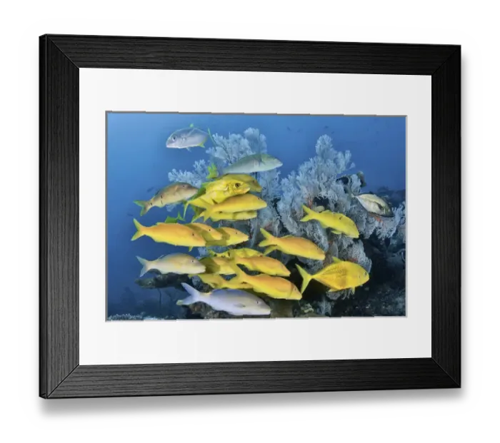 Framed Print : Indonesia, Papua, Raja Ampat. Underwater scenic of fish and coral Framed Print : Indonesia, Papua, Raja Ampat. Underwater scenic of fish and coral
