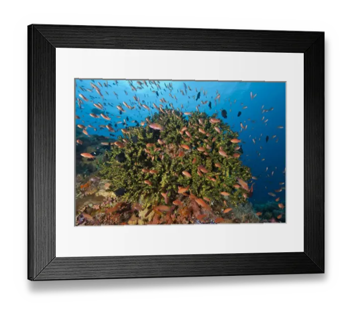 Framed Print : Indonesia, Komodo National Park, Crystal Bommie. Underwater scenic of fish and hard coral