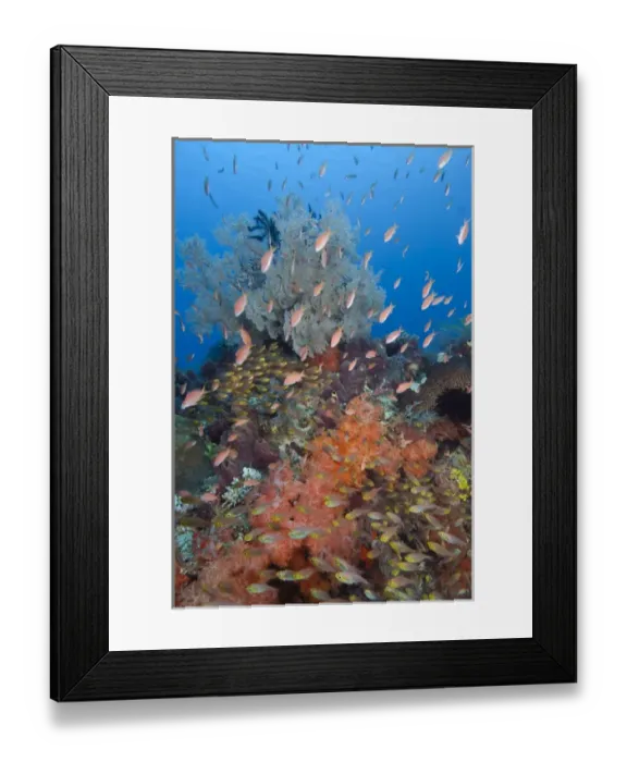 Framed Print : Indonesia, Komodo National Park, Fish Bowl. Underwater scenic of fish and coral. Credit as Framed Print : Indonesia, Komodo National Park, Fish Bowl. Underwater scenic of fish and coral. Credit as