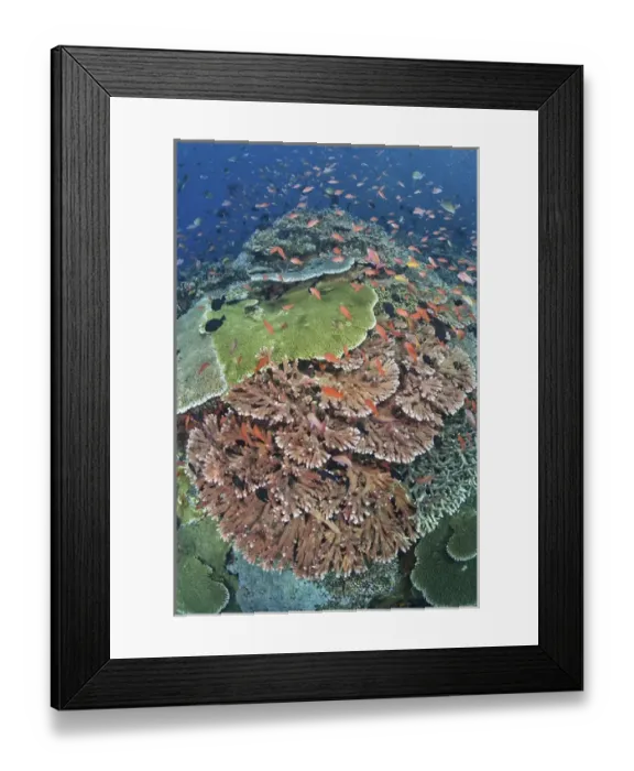 Framed Print : Indonesia, Komodo National Park, Tatawa Kecil. Fish swimming over hard coral. Credit as