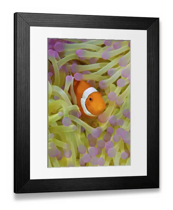 Framed Print : Indonesia, Papua, Raja Ampat. Anemonefish in protective anemone tentacles. Credit as Framed Print : Indonesia, Papua, Raja Ampat. Anemonefish in protective anemone tentacles. Credit as