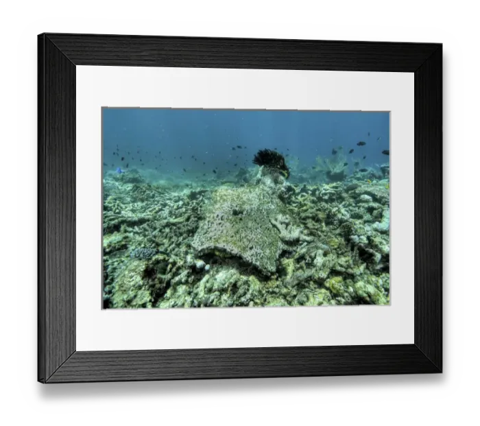 Framed Print : Indonesia, Papua, Raja Ampat. Close-up of damaged reef Framed Print : Indonesia, Papua, Raja Ampat. Close-up of damaged reef