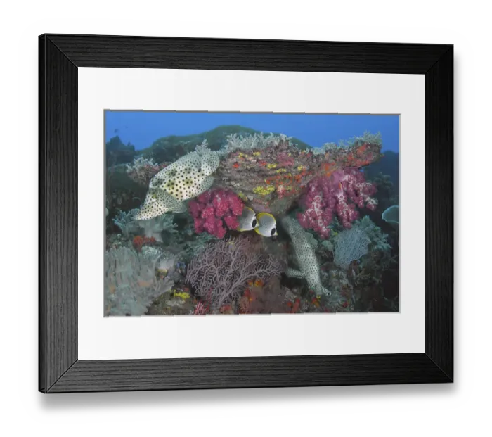 Framed Print : Indonesia, Papua, Raja Ampat, SE Misool. Underwater scenic of fish and coral. Credit as