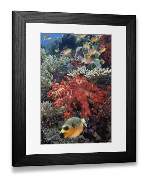Framed Print : Indonesia, Papua, Raja Ampat, SE Misool. Underwater scenic of fish and coral. Credit as Framed Print : Indonesia, Papua, Raja Ampat, SE Misool. Underwater scenic of fish and coral. Credit as