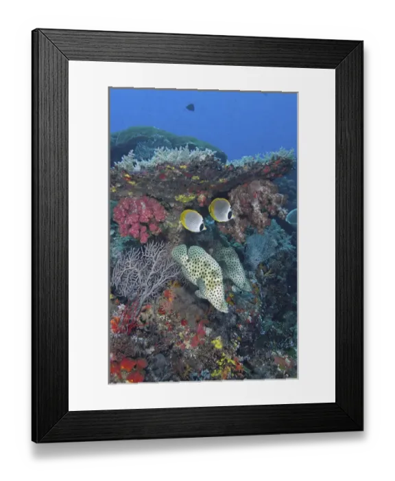 Framed Print : Indonesia, Papua, Raja Ampat, SE Misool. Underwater scenic of fish and coral. Credit as Framed Print : Indonesia, Papua, Raja Ampat, SE Misool. Underwater scenic of fish and coral. Credit as