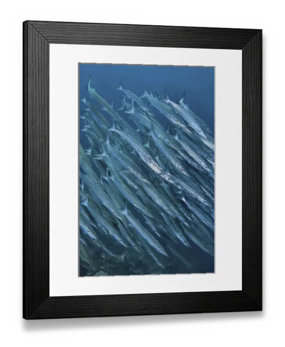 Framed Print : Indonesia, Papua, Raja Ampat. Underwater scenic of schooling barracuda. Credit as