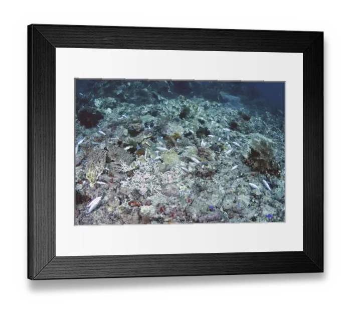 Framed Print : Indonesia, Papua, Raja Ampat, Fam, Penemu Islands. Destructive fishing practices
