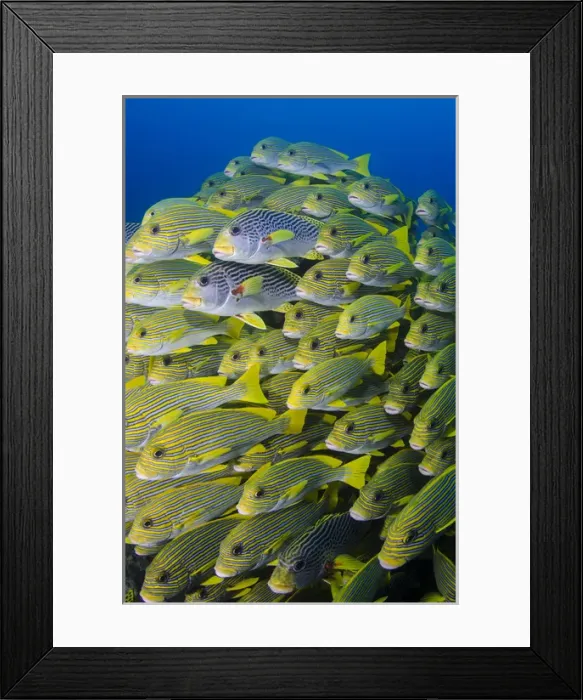 Framed Print : Indonesia, Papua, Raja Ampat. Schooling swetlips fish