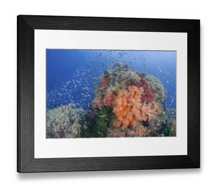 Framed Print : Indonesia, Papua, Raja Ampat. Fish schooling around coral reef